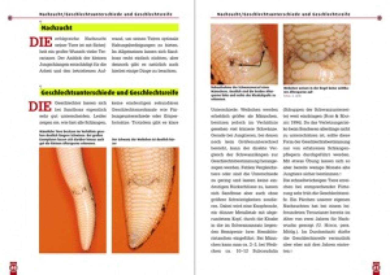 Die Ostafrikanische Sandboa